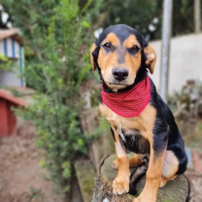Cachorro ra a SRD-ViraLata idade 7 a 11 meses nome TIMÃO
