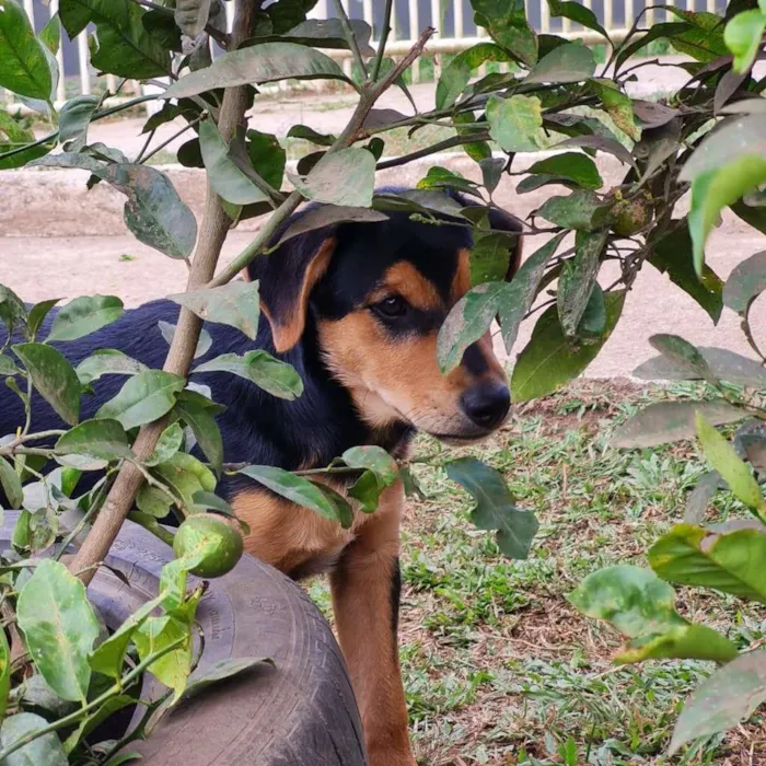 Cachorro ra a SRD-ViraLata idade 7 a 11 meses nome TIMÃO