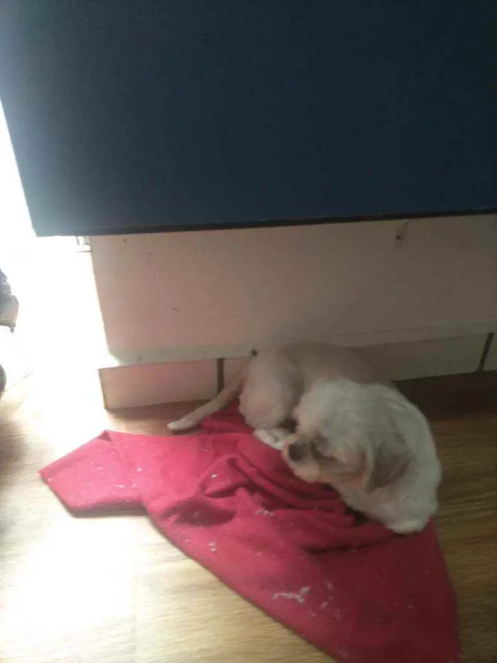 Cachorro raça Shitzu idade 4 anos nome Baruque e ciça