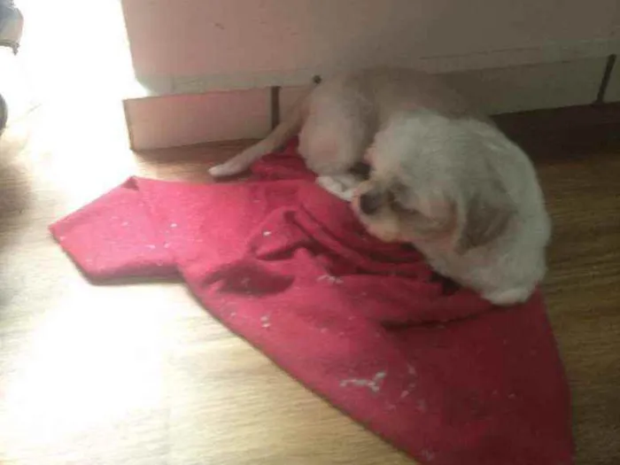 Cachorro raça Shitzu idade 4 anos nome Baruque e ciça