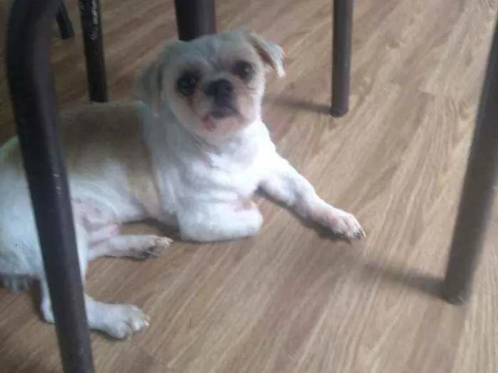 Cachorro raça Shitzu idade 4 anos nome Baruque e ciça