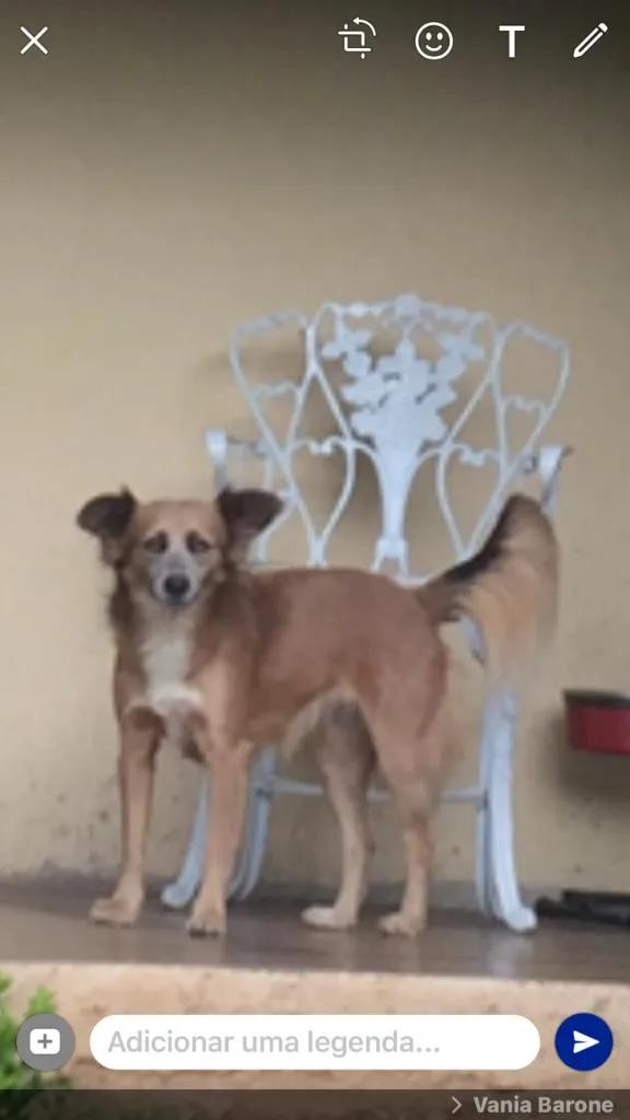 Cachorro ra a SRD-ViraLata idade 2 anos nome Docinho 