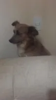Docinho