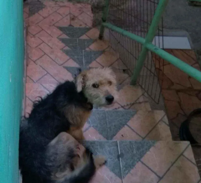 Cachorro raça SRD idade 7 a 11 meses nome Bob