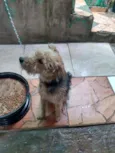 Cachorro raça SRD idade 7 a 11 meses nome Bob