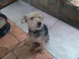 Cachorro raça SRD idade 7 a 11 meses nome Bob