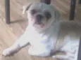 Baruque e ciça