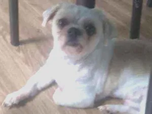 Cachorro raça Shitzu idade 4 anos nome Baruque e ciça