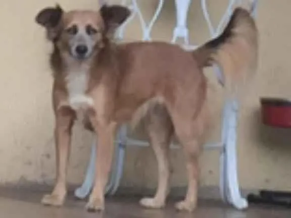 Cachorro ra a SRD-ViraLata idade 2 anos nome Docinho 