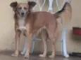 Docinho