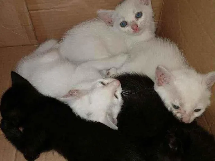 Gato raça SRD-ViraLata idade 2 a 6 meses nome Dengo  Bebê