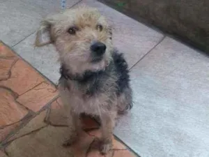 Cachorro raça SRD idade 7 a 11 meses nome Bob