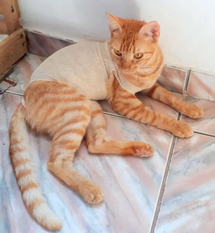 Gato ra a SRD-ViraLata idade 7 a 11 meses nome Loira