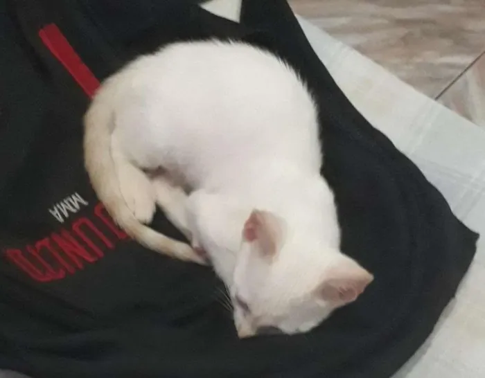 Gato ra a SRD-ViraLata idade 7 a 11 meses nome Loira