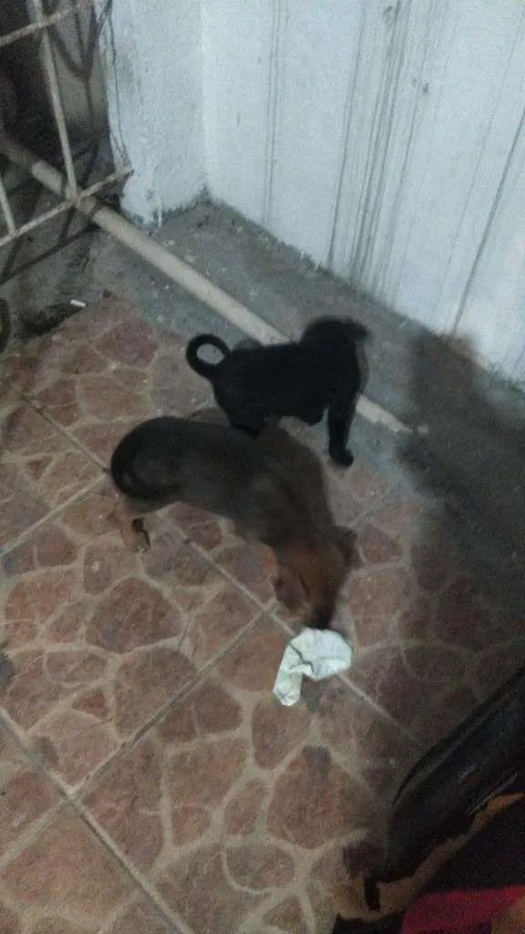 Cachorro ra a Indefinida idade 2 a 6 meses nome Zeus