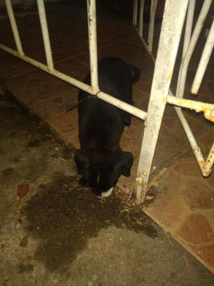 Cachorro ra a Indefinida idade 2 a 6 meses nome Zeus