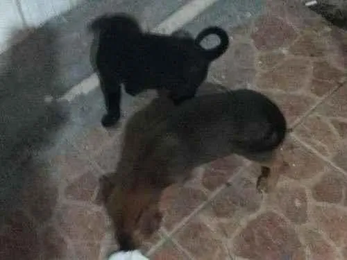 Cachorro ra a Indefinida idade 2 a 6 meses nome Zeus