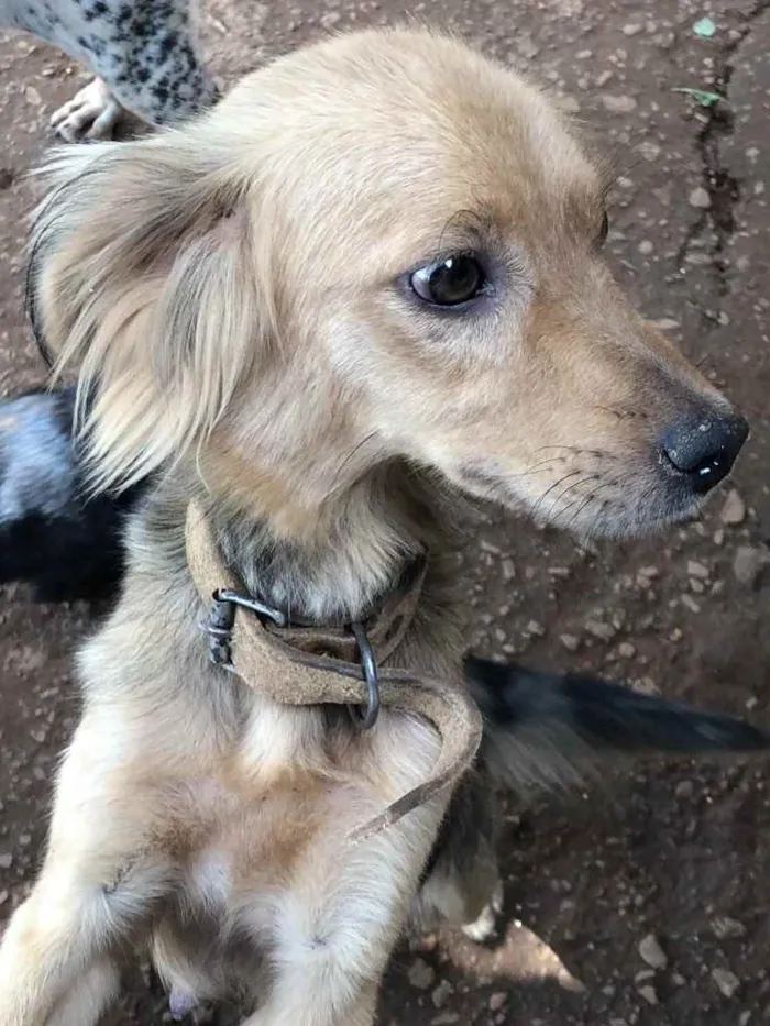 Cachorro ra a Viralata idade 1 ano nome Poderosa