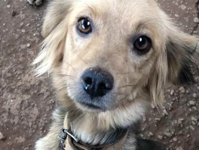 Cachorro ra a Viralata idade 1 ano nome Poderosa