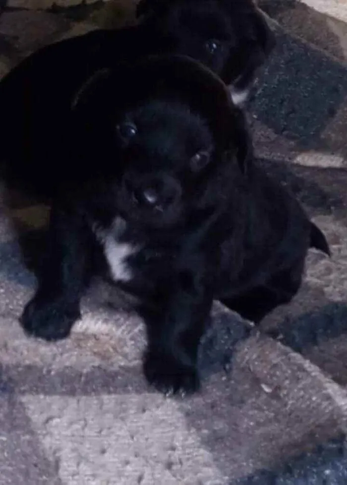 Cachorro ra a Vira lata  idade Abaixo de 2 meses nome Bolt