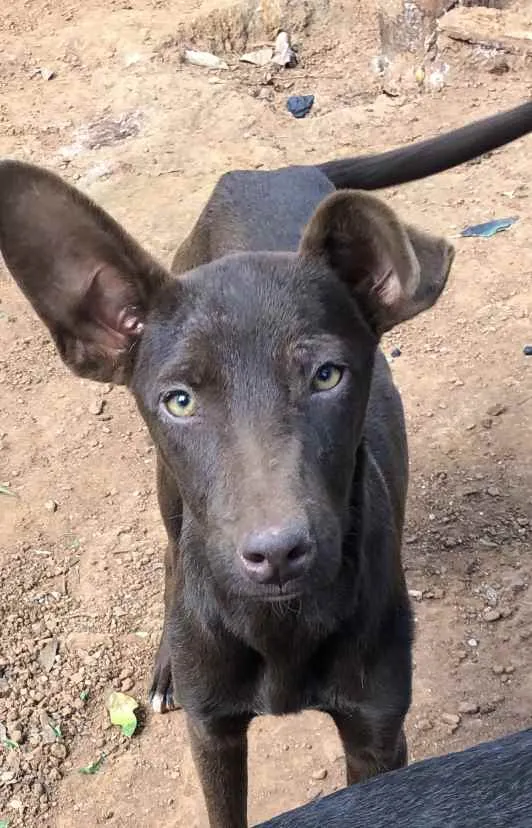 Cachorro ra a Viralata idade 1 ano nome Bombom e chocolate