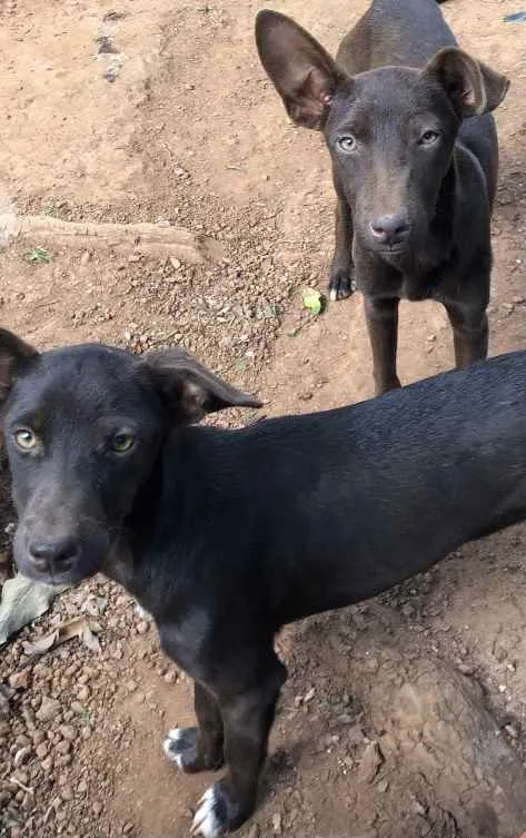 Cachorro ra a Viralata idade 1 ano nome Bombom e chocolate