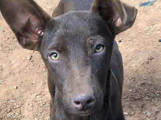 Cachorro ra a Viralata idade 1 ano nome Bombom e chocolate