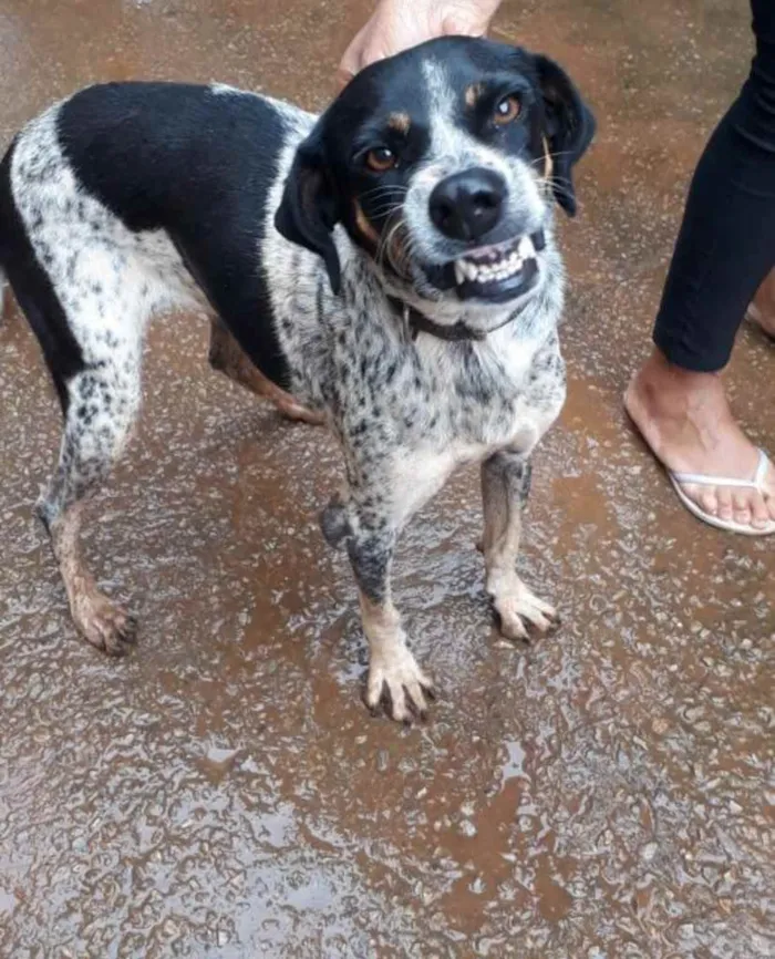 Cachorro ra a Viralata idade 3 anos nome Sorriso