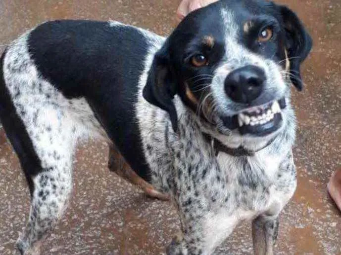 Cachorro ra a Viralata idade 3 anos nome Sorriso