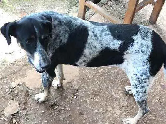 Cachorro ra a Viralata idade 3 anos nome Sorriso