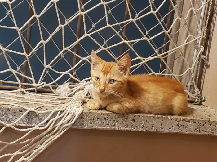 Gato ra a SRD-ViraLata idade 2 a 6 meses nome Subaru