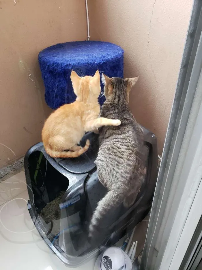 Gato ra a SRD-ViraLata idade 2 a 6 meses nome Subaru