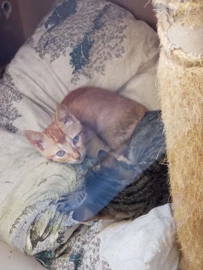 Gato ra a SRD-ViraLata idade 2 a 6 meses nome Subaru