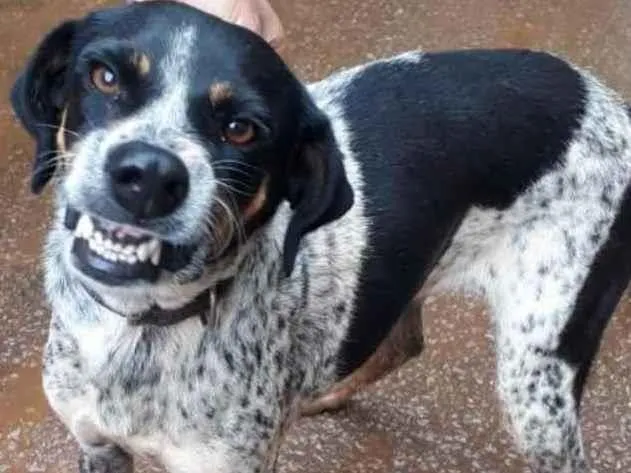 Cachorro ra a Viralata idade 3 anos nome Sorriso