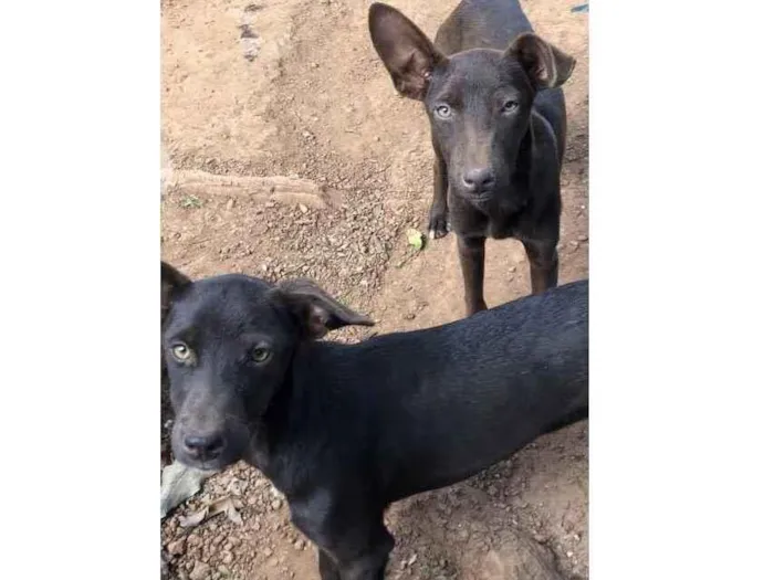 Cachorro ra a Viralata idade 1 ano nome Bombom e chocolate