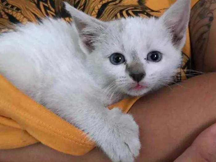 Gato raça Sem raça  idade Abaixo de 2 meses nome Wanda 