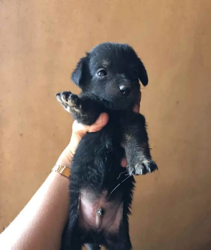 Cachorro ra a Vira lata  idade Abaixo de 2 meses nome Sem nome ainda 