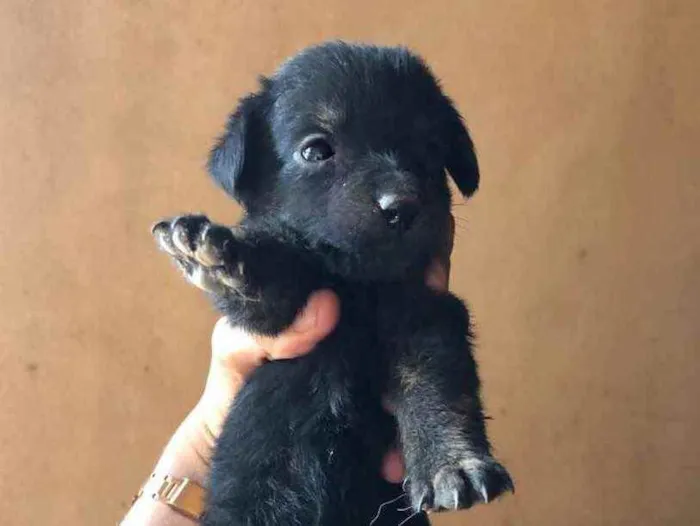 Cachorro ra a Vira lata  idade Abaixo de 2 meses nome Sem nome ainda 