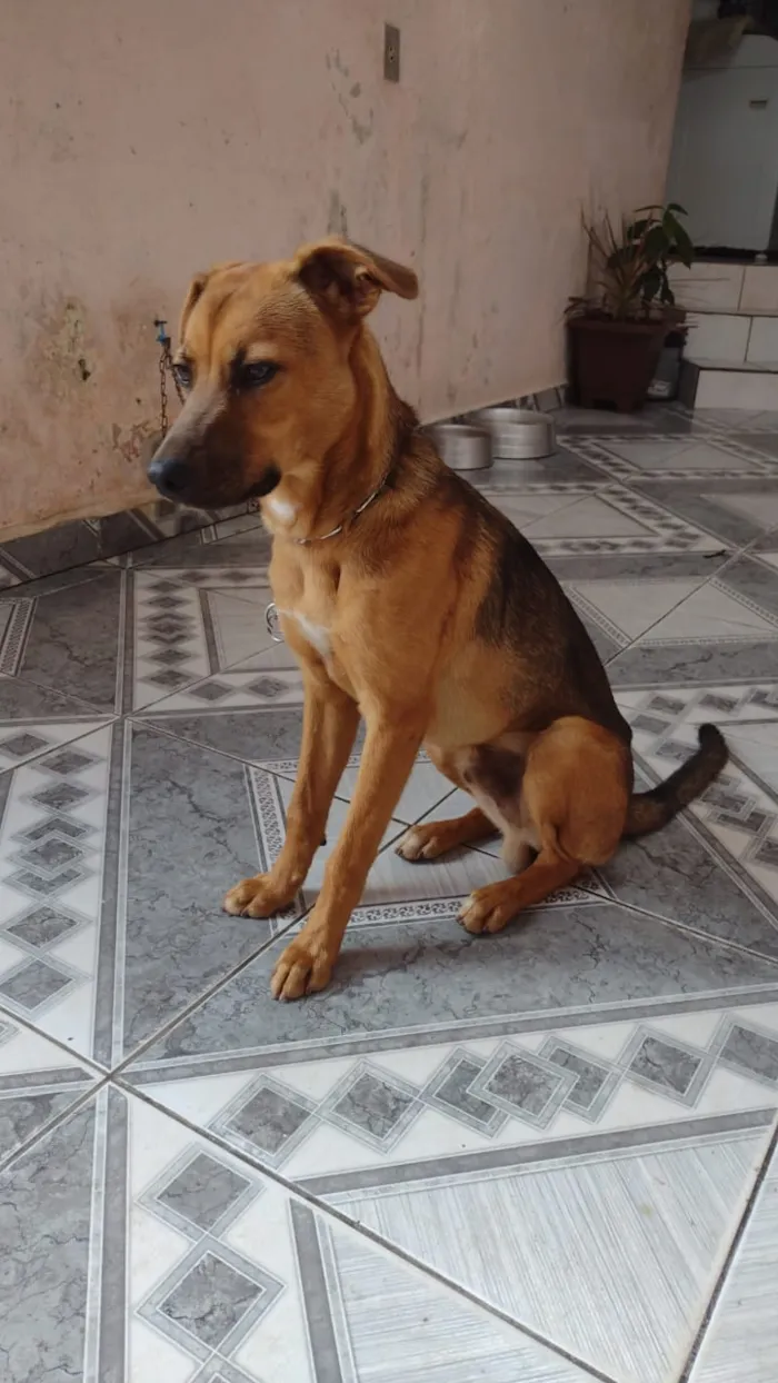 Cachorro ra a Srd idade 2 a 6 meses nome Luciano