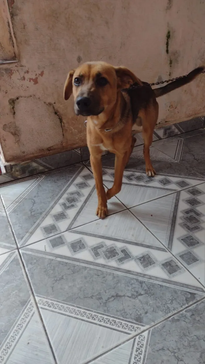 Cachorro ra a Srd idade 2 a 6 meses nome Luciano