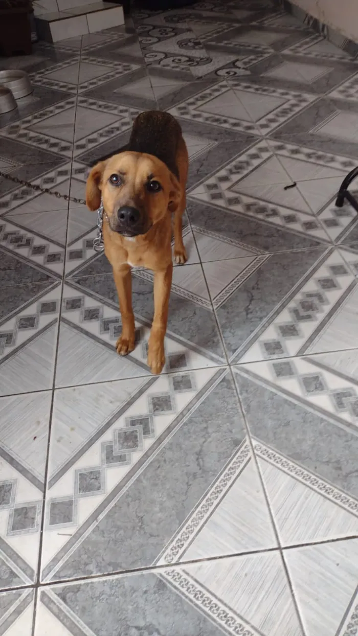 Cachorro ra a Srd idade 2 a 6 meses nome Luciano