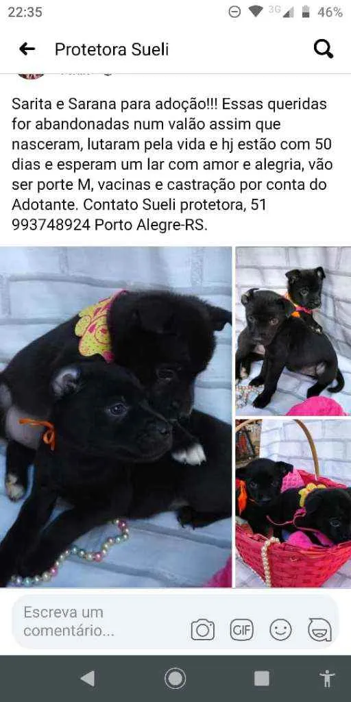 Cachorro ra a Vira-Lata idade Abaixo de 2 meses nome Sarita e Sarana