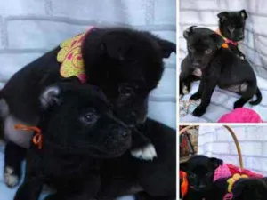 Cachorro raça Vira-Lata idade Abaixo de 2 meses nome Sarita e Sarana