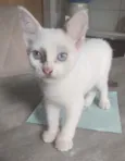 Baby