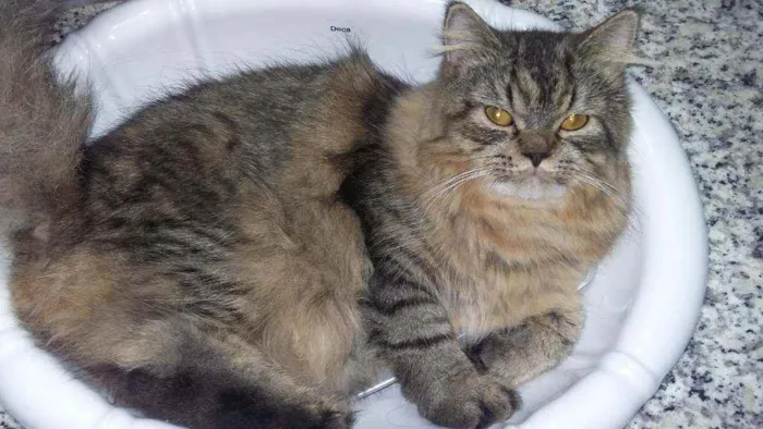 Gato ra a Siberiano idade 4 anos nome Lyon