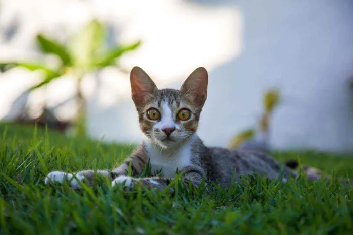 Gato ra a Srd idade 2 anos nome Melzinho