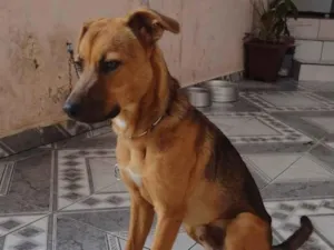 Cachorro raça Srd idade 2 a 6 meses nome Luciano