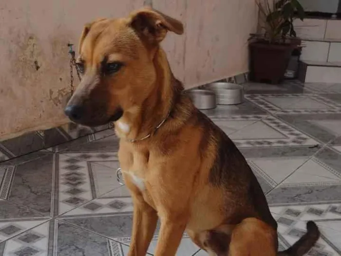 Cachorro ra a Srd idade 2 a 6 meses nome Luciano