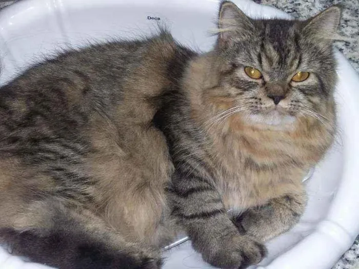 Gato ra a Siberiano idade 4 anos nome Lyon