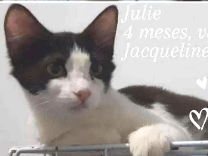 Gato ra a SRD idade 2 a 6 meses nome Julie